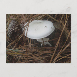 Carte postale OBX aux champignons blancs