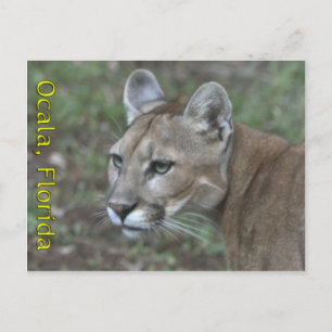 Carte postale Ocala Panther