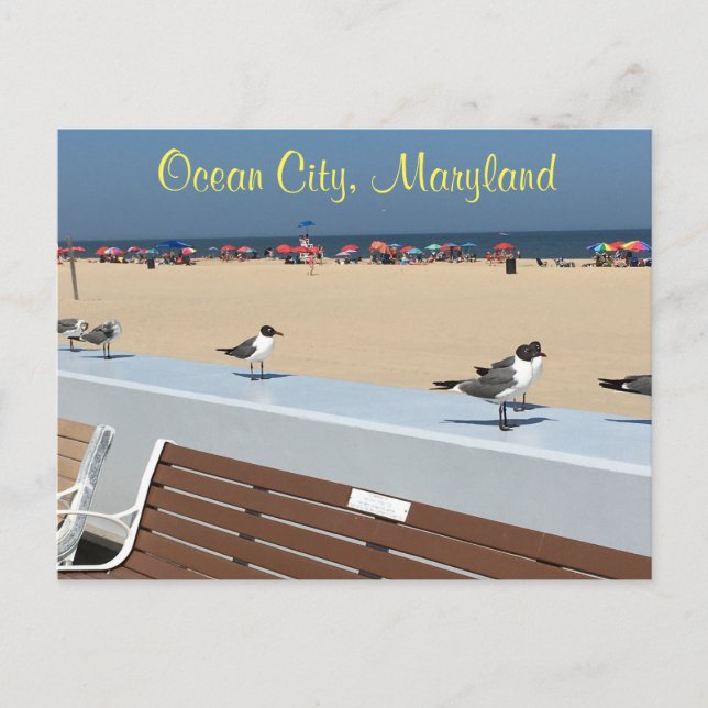 Carte Postale Ocean City Maryland Birds (Devant)