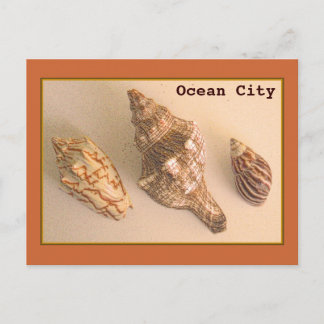 Carte postale Ocean City Shells
