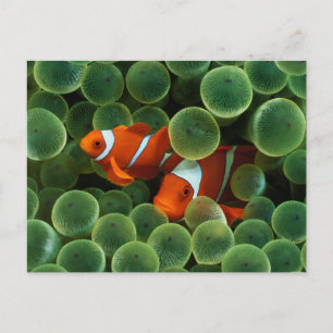 Carte Postale Ocellaris Clowfish