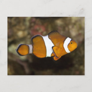 Carte Postale Ocellaris Clowfish