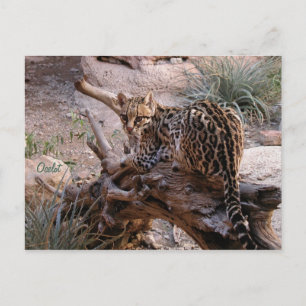 Carte postale : Ocelot