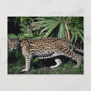 Carte Postale Ocelot