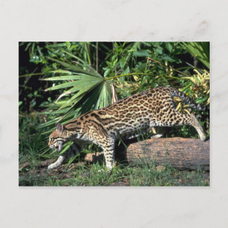 Carte Postale Ocelot
