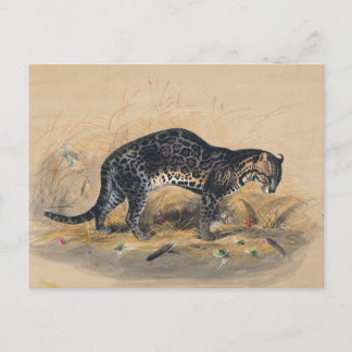 Carte Postale Ocelot peint par Joseph Wolf