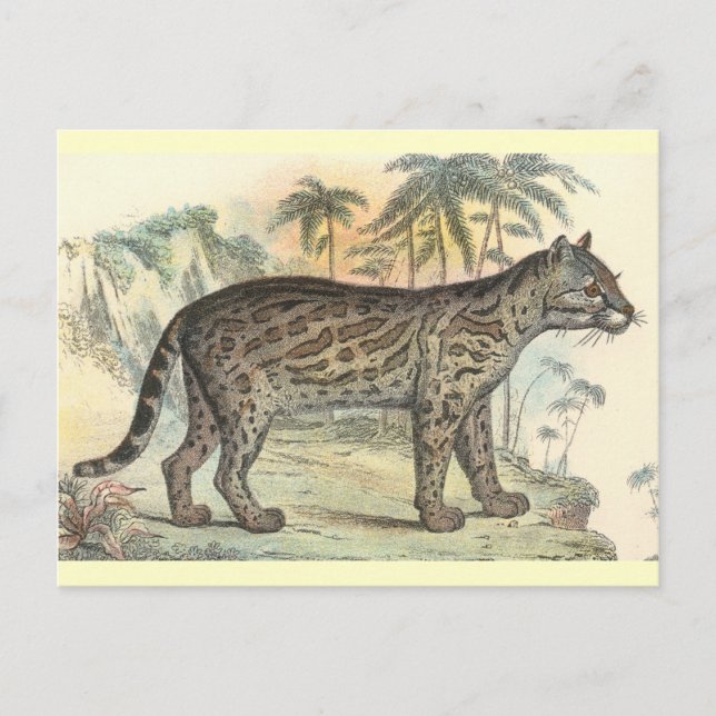 Carte Postale Ocelot (variété) (Devant)