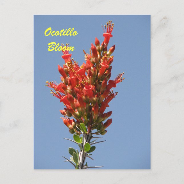 Carte Postale Ocotillo Bloom (Devant)