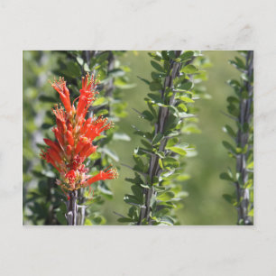 Carte Postale Ocotillo en fleur