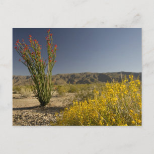 Carte Postale Ocotillo et senne du désert