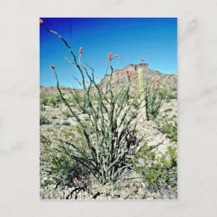 Carte Postale Ocotillo Florant, Butte Derrière