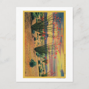 Carte Postale Ocotillo Flowers en Fleur, Californie DésertStat