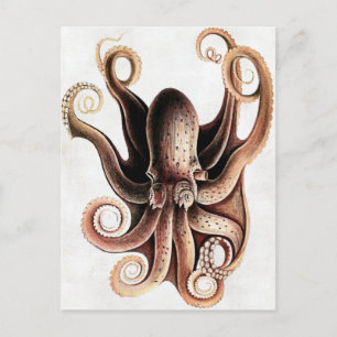 Carte postale Octopus