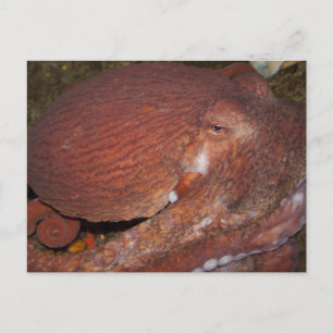 Carte Postale Octopus géant du Pacifique Nord