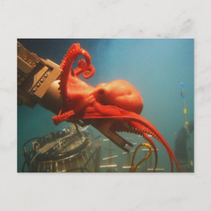 Carte Postale Octopus orange