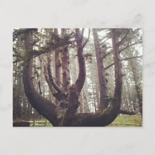Carte Postale Octopus Tree, Cape Meares, Oregon