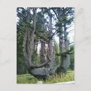 Carte Postale Octopus Tree, Cape Meares, Oregon