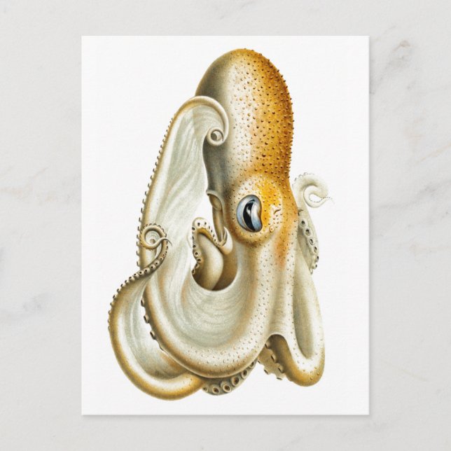 CARTE POSTALE "OCTOPUS" VIE MARINE (Devant)