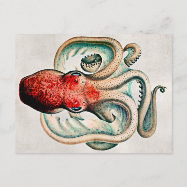 Carte postale Octopus vintage (Devant)