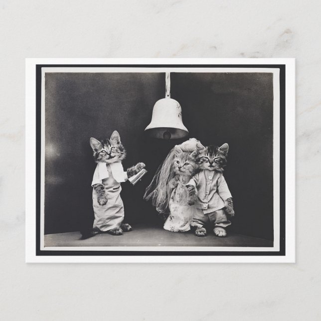 Carte postale Oddity Vintage Mariage Chat (Devant)
