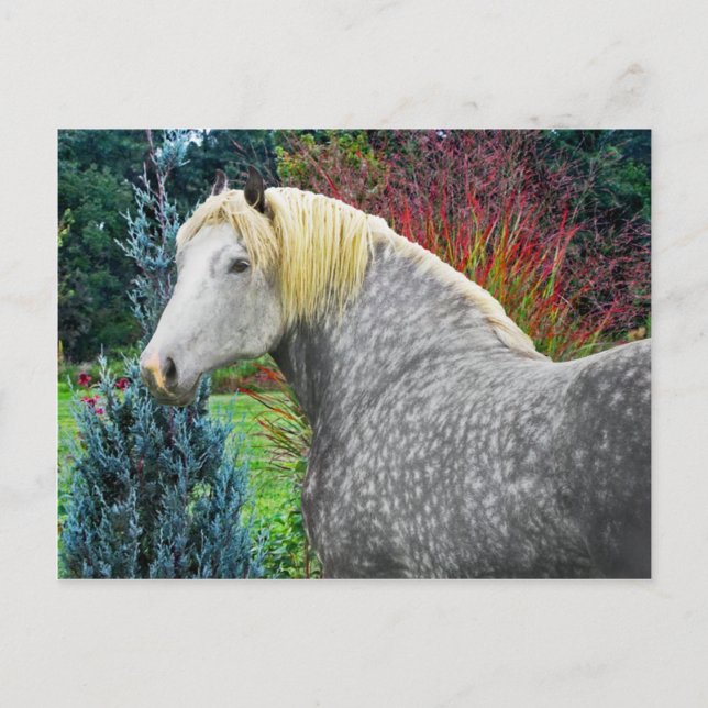 Carte Postale "Odin" (Devant)