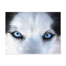 Oeil bleu sibérien
