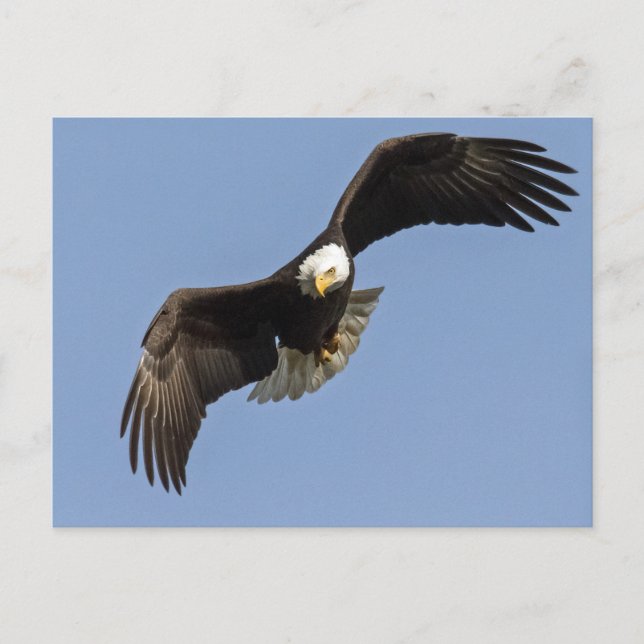 Carte Postale Oeil d'aigle (Devant)