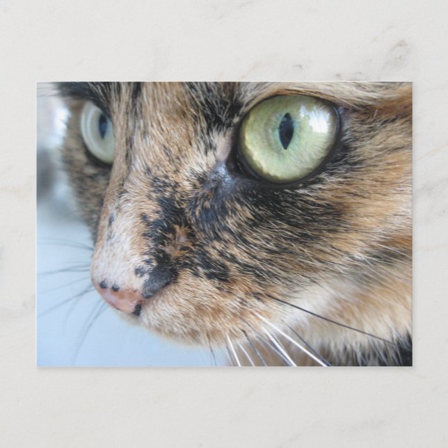 Carte Postale Oeil de chat (Devant)