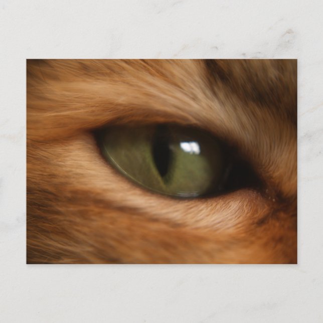 Carte postale oeil de chat (Devant)