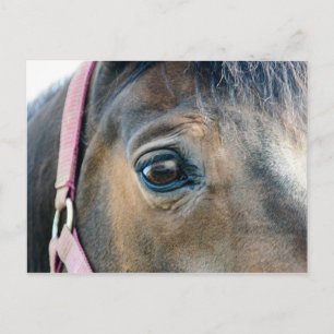 Carte Postale Œil de cheval