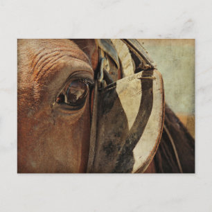 Carte Postale Oeil de Cheval Amish
