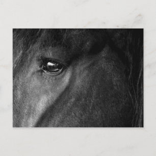 Carte Postale œil de cheval frison