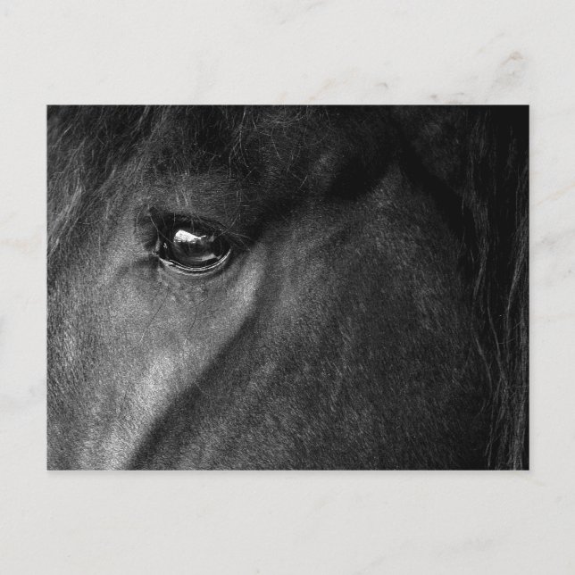 Carte Postale œil de cheval frison (Devant)