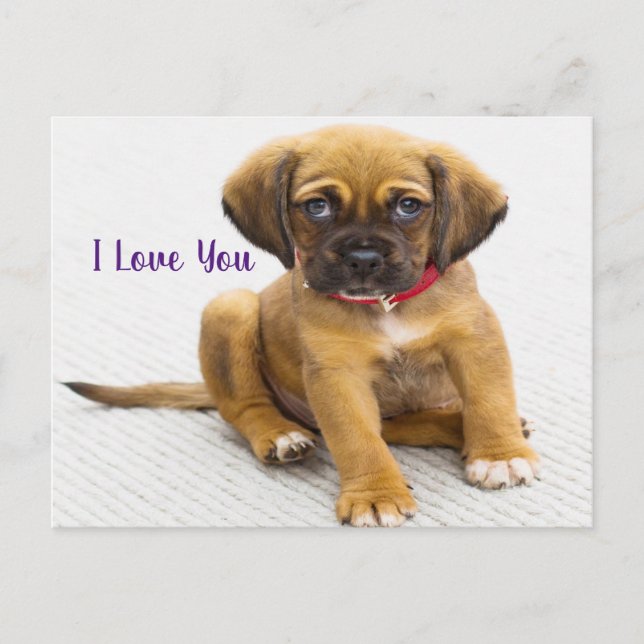 Carte Postale Oeil de chiot (Devant)