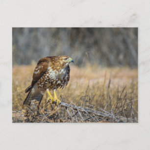 Carte Postale œil de faucon