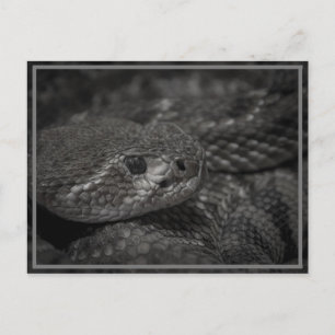 Carte Postale oeil du serpent