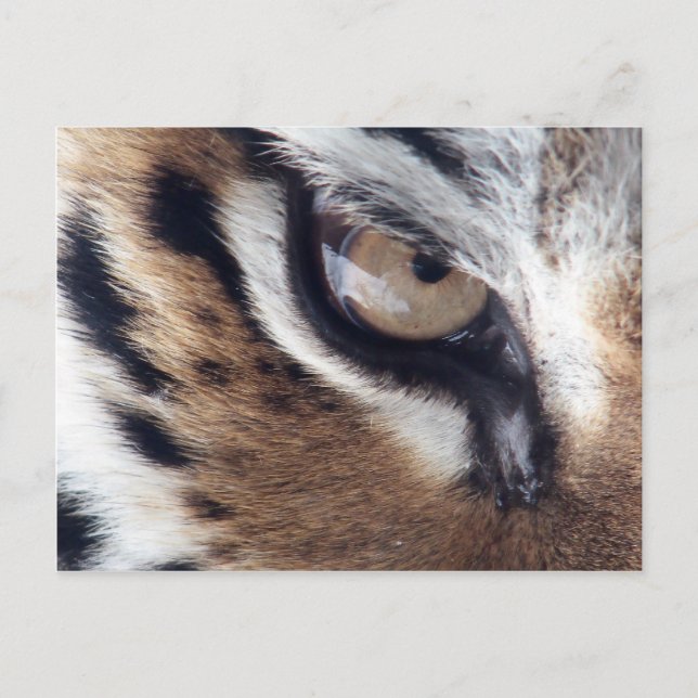 Carte Postale Oeil du tigre (Devant)