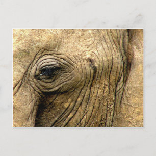 Carte Postale Oeil éléphant