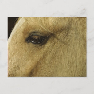 Carte Postale Oeil équin