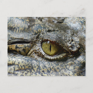 Carte Postale Oeil jaune effrayant de crocodile
