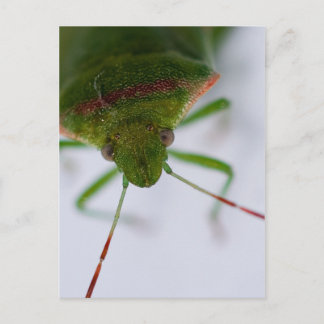 Carte postale Oeil puant