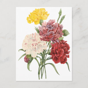 Carte Postale Oeillets vintages Dianthus Garden Flowers Redoute