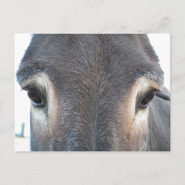 Carte Postale OEils Donkey (Devant)