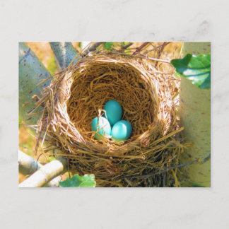 Carte Postale Oeufs Robin dans un nid d'arbre Jardin