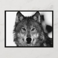 Œuvre d'art Loup Noir & Blanc