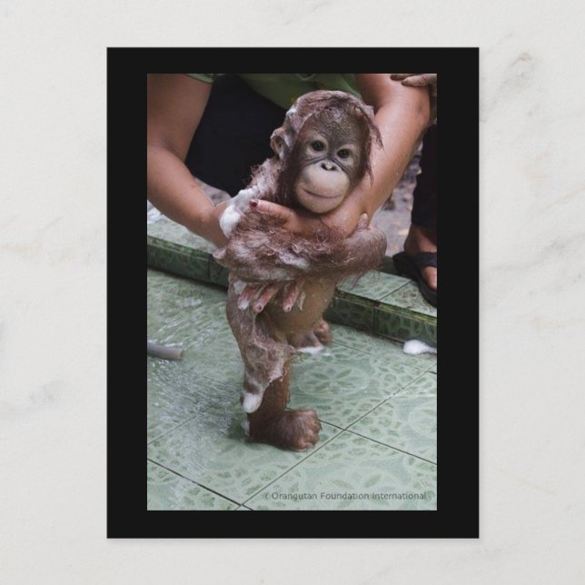 Carte Postale OFI Orangutan Orphan Secourt bébé Jackat (Devant)