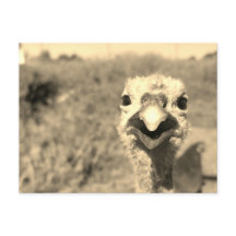Oh... Bonjour ! -Carte postale