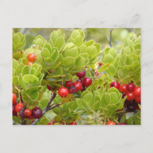 Carte Postale Ohelo Berries