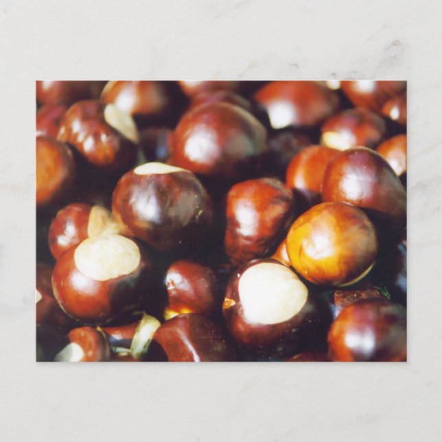 Carte Postale Ohio Buckeyes (Devant)