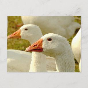 Carte Postale oie